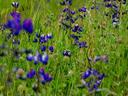 Wildflowers.